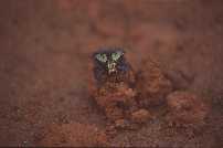 Beetle in Mantadia National Park