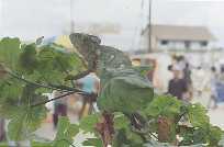 Chameleon