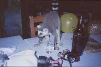 Ring-tailed lemur at the table