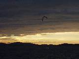 Kite surfer