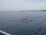 Swimming from Zlarin to Prvic