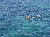 Hayley swimming at Prvic