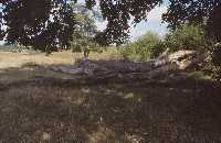 A dead tree, lying just as it fell