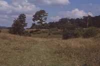 Towards the woods in the south