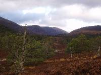 The Old Caledonian Forest