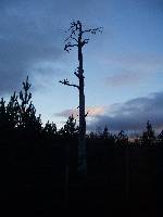 A solitary dead tree