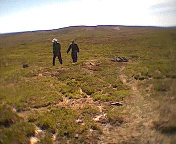 Striders